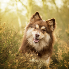 dog, muzzle, heathers, Finnish Lapphund