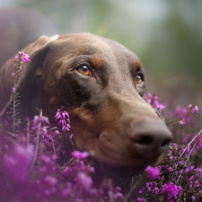 Doberman, heathers, muzzle, Brown, dog