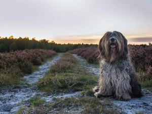Way, heathers, pastoral, Schapendoes, dog