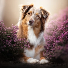 dog, Australian Shepherd, heathers, Brown and white