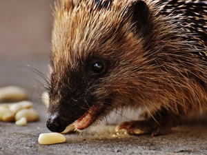 hedgehog