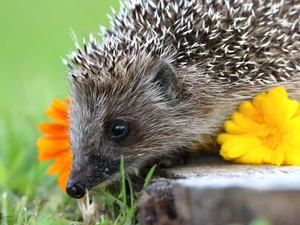 hedgehog