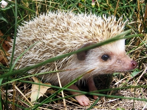hedgehog, african