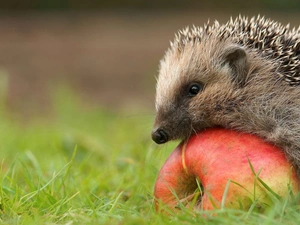 hedgehog, Apple