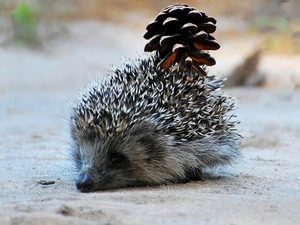 hedgehog, cone