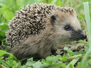 hedgehog, grass
