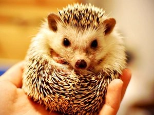 hedgehog, hand