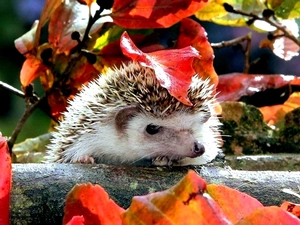 hedgehog, Leaf