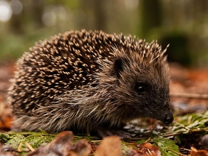 hedgehog, Leaf