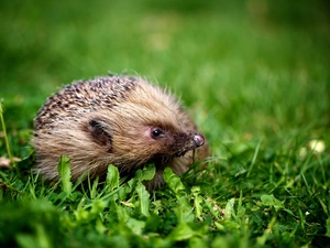 hedgehog, Meadow