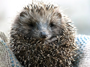hedgehog, muzzle