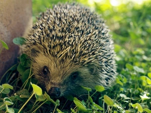 hedgehog, Plants