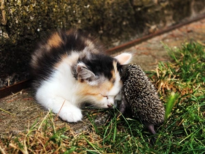 hedgehog, cat, small