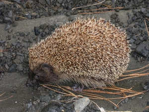 hedgehog, Stones