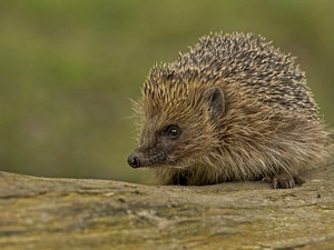 hedgehog, trees