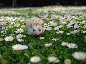 White, Meadow, Flowers, hedgehog