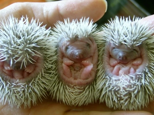Three, hedgehogs, hand, little doggies
