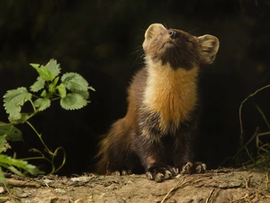 nettle, ferret, The herb