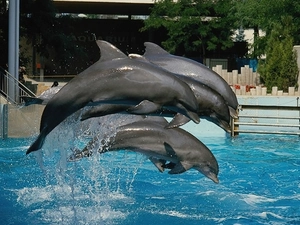 dolphins, water, Pool, herd