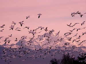 ducks, Mountains, forest, herd