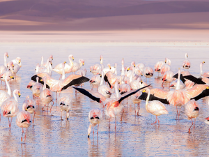 herd, birds, Flamingos
