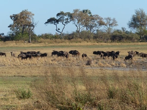 trees, savanna, wildebeest, herd, viewes, grass
