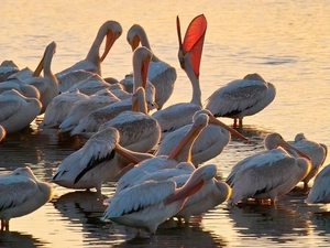 herd, pelicans