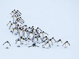 penguin, snow, winter, herd