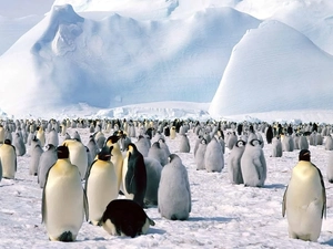 herd, penguins