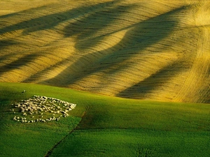 herd, pasture, Sheep