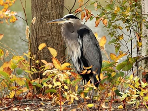 viewes, heron, autumn, trees, forest