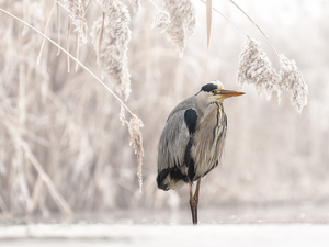 Bird, frosty, grass, heron