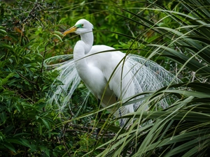 Bird, White, grass, heron