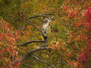 heron, autumn, forest