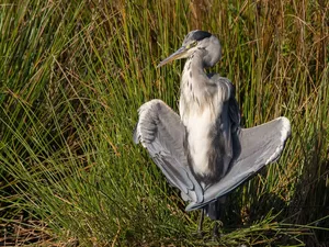 heron, grass