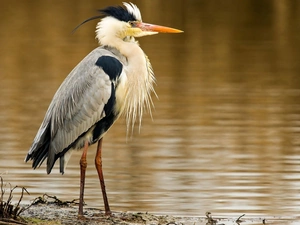 heron, Bird, gray