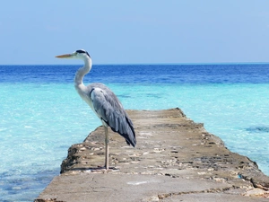 heron, sea