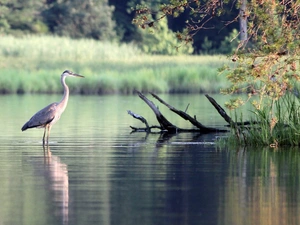 heron, water