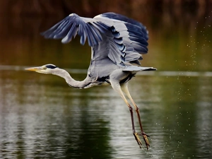 water, the flying, heron