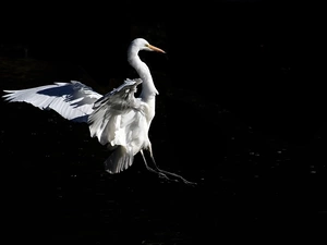 White, Black, background, heron
