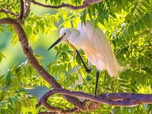 branch pics, Leaf, heron, trees, White