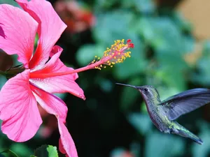 humming-bird, Pink, hibiskus