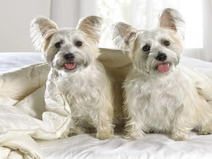 West, White, Terrier, Highland