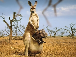 hippo, kangaroo, bag