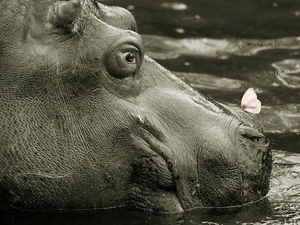 hippo, butterfly