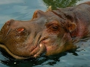 hippo, nostrils