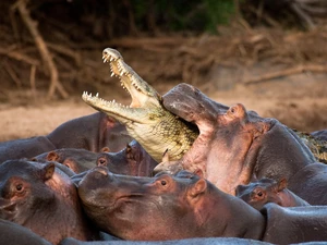 hippos, Crocodile