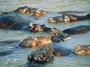 hippos, water