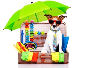 holiday, Jack Russell Terrier, umbrella, Glasses, dog, case, Funny