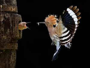 booby, feeding, Grub, hollow